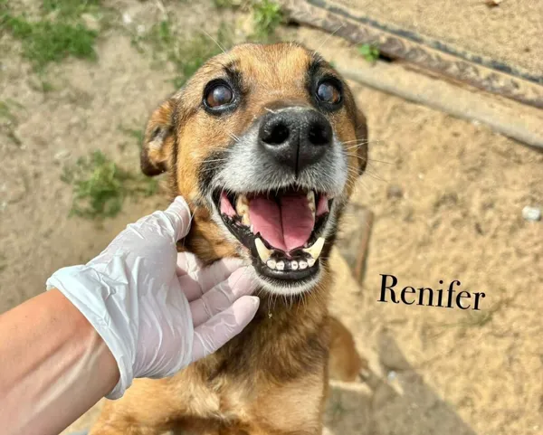 Pies do adopcji, Przyborówko, 28 grudnia 2025 (1/4)