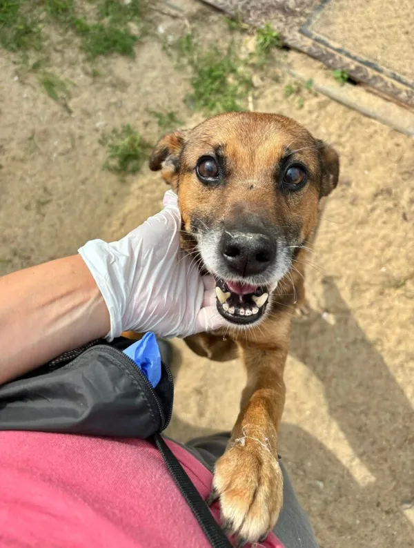 Pies do adopcji, Przyborówko, 28 grudnia 2025 (2/4)