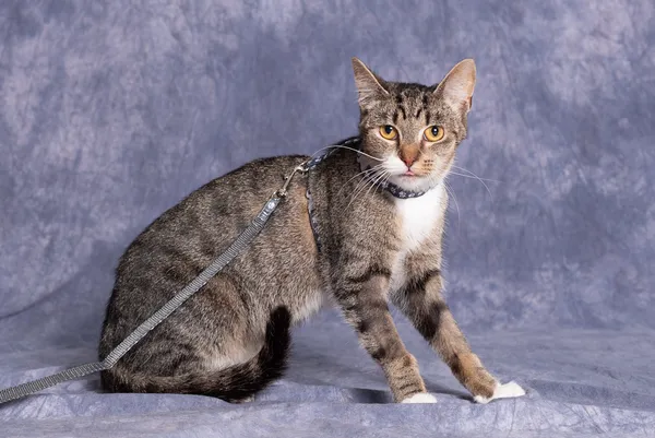 Kot do adopcji, Gdańsk, 18 sierpnia 2025