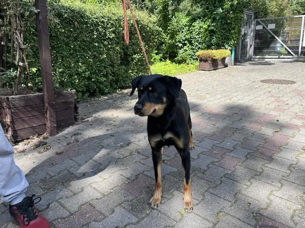 Pies do adopcji, Włocławek, 19 sierpnia 2025 (1/2)