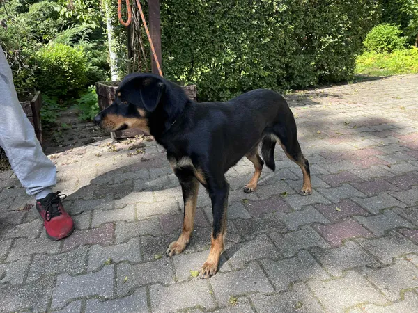 Pies do adopcji, Włocławek, 19 sierpnia 2025 (2/2)