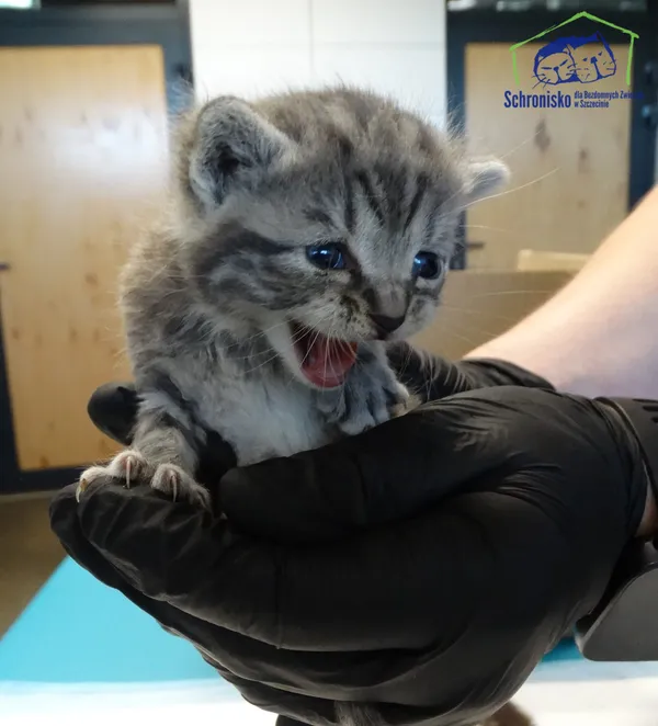 Znaleziono kota, Szczecin, 19 sierpnia 2025