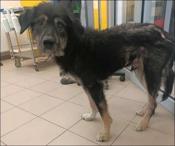 Znaleziono psa, Grudziądz, 19 sierpnia 2025