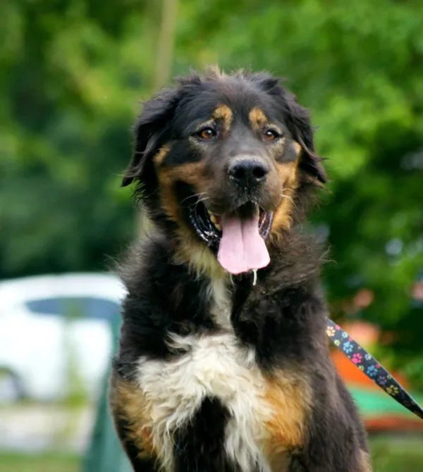 Pies do adopcji, Konin, 15 lipca 2025 (2/3)