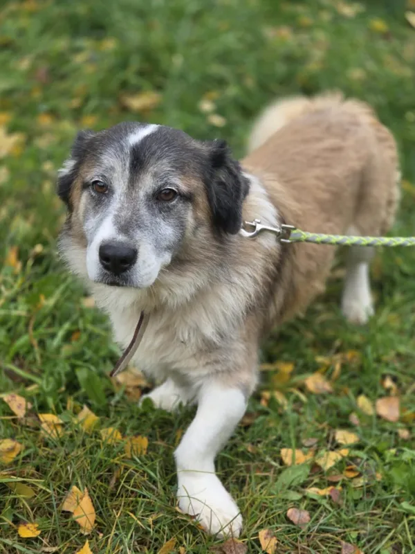 Pies do adopcji, Zgierz, 20 sierpnia 2025 (4/5)