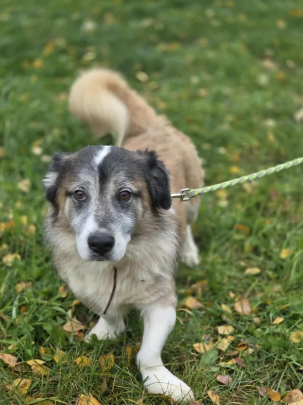 Pies do adopcji, Zgierz, 20 sierpnia 2025 (2/5)