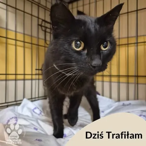 Znaleziono kota, Gdynia, 18 sierpnia 2025