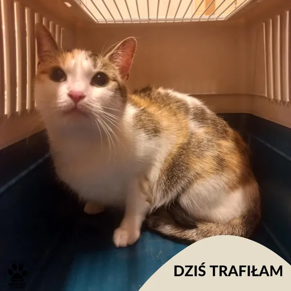 Znaleziono psa, Gdynia, 18 sierpnia 2025