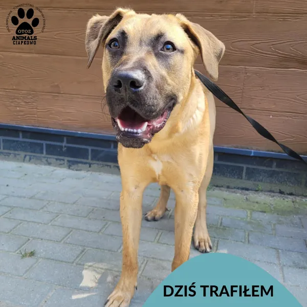 Znaleziono psa, Gdynia, 14 sierpnia 2025