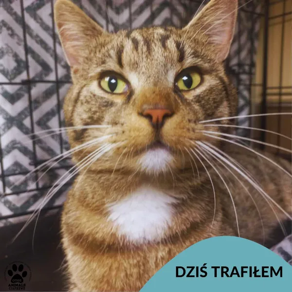 Znaleziono kota, Gdynia, 12 sierpnia 2025