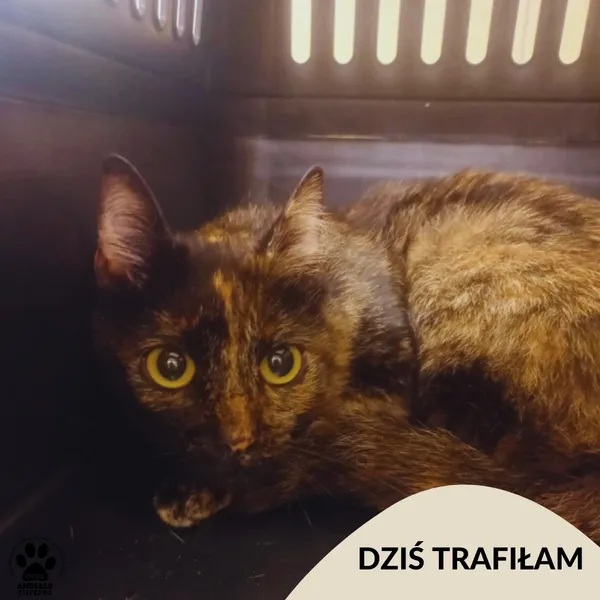 Znaleziono kota, Gdynia, 12 sierpnia 2025