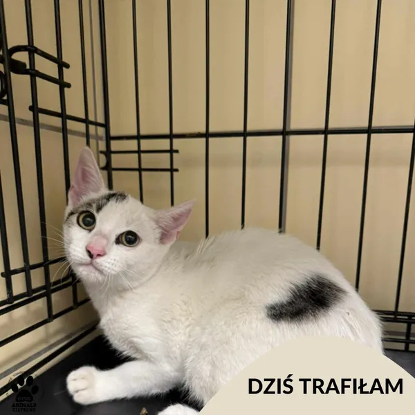 Znaleziono kota, Gdynia, 11 sierpnia 2025