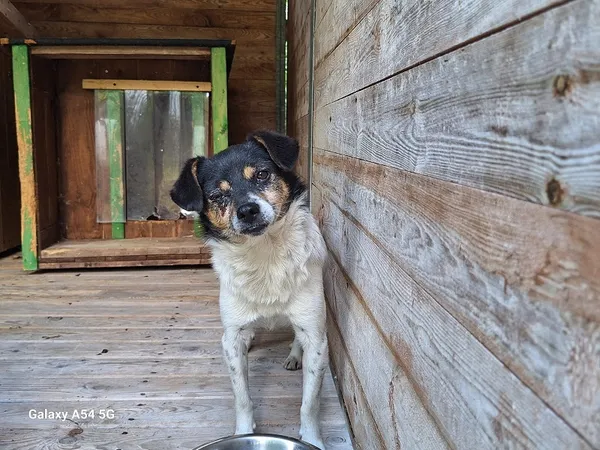 Pies do adopcji, Orzechowce, 20 sierpnia 2025 (1/4)