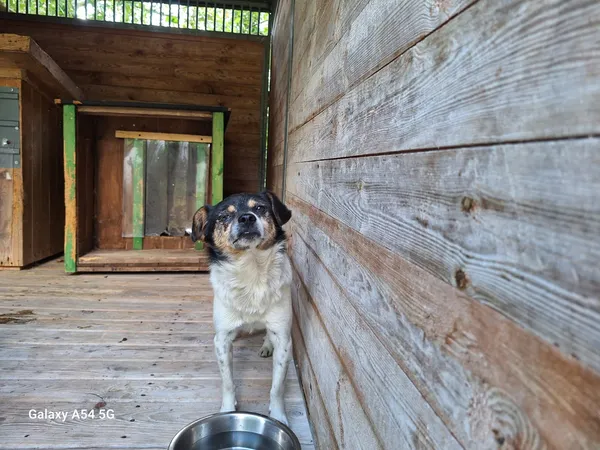 Pies do adopcji, Orzechowce, 20 sierpnia 2025 (2/4)