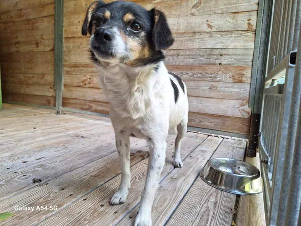 Pies do adopcji, Orzechowce, 20 sierpnia 2025 (3/4)