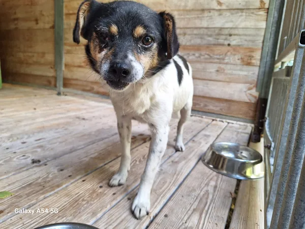 Pies do adopcji, Orzechowce, 20 sierpnia 2025 (4/4)