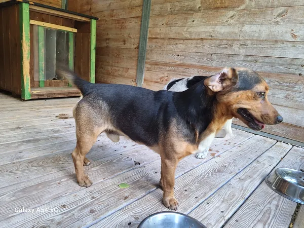 Pies do adopcji, Orzechowce, 20 sierpnia 2025 (5/5)