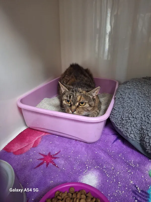 Kot do adopcji, Orzechowce, 19 sierpnia 2025 (2/3)