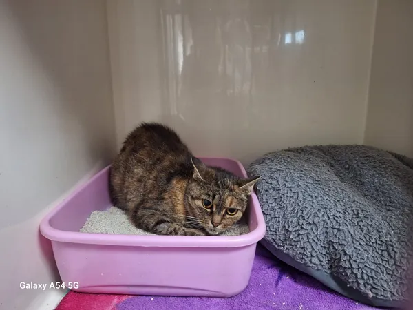 Kot do adopcji, Orzechowce, 19 sierpnia 2025 (3/3)