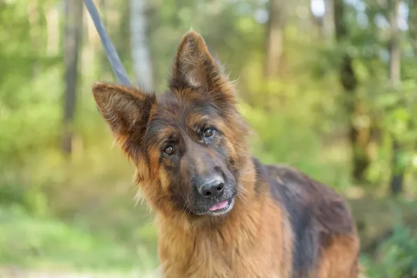 Pies do adopcji, Nowodwór, 18 sierpnia 2025 (4/5)