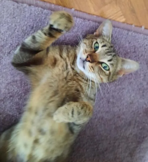 Znaleziono kota, Toruń, 20 lipca 2025