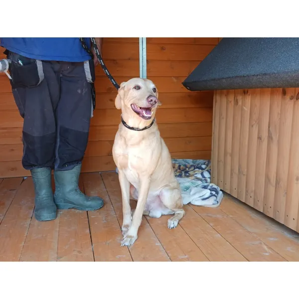 Znaleziono psa, Białystok, 4 sierpnia 2025