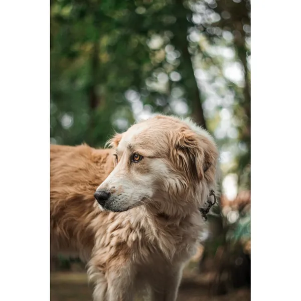 Znaleziono psa, Białystok, 21 czerwca 2025 (2/5)