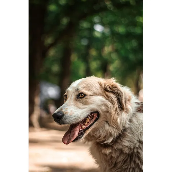 Znaleziono psa, Białystok, 21 czerwca 2025 (4/5)