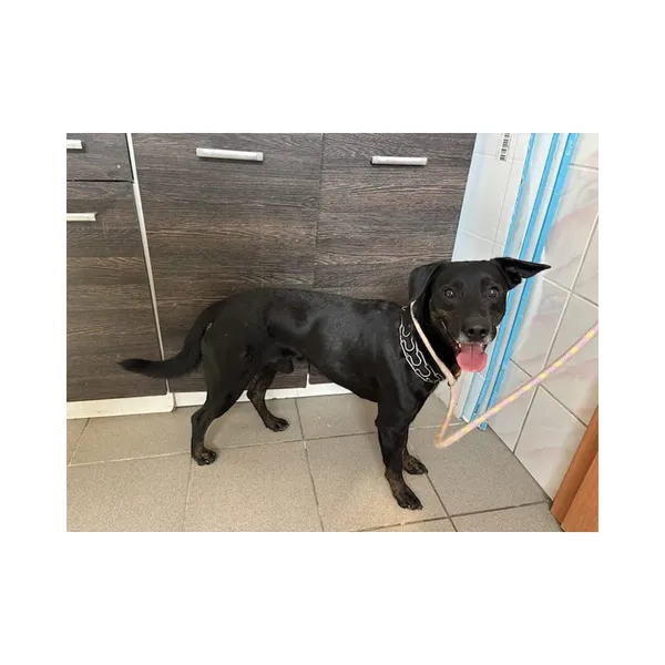 Znaleziono psa, Białystok, 22 czerwca 2025