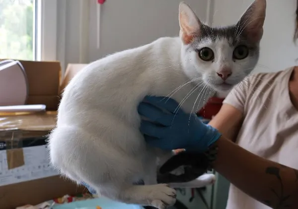 Znaleziono kota, Łódź, 20 sierpnia 2025 (1/2)