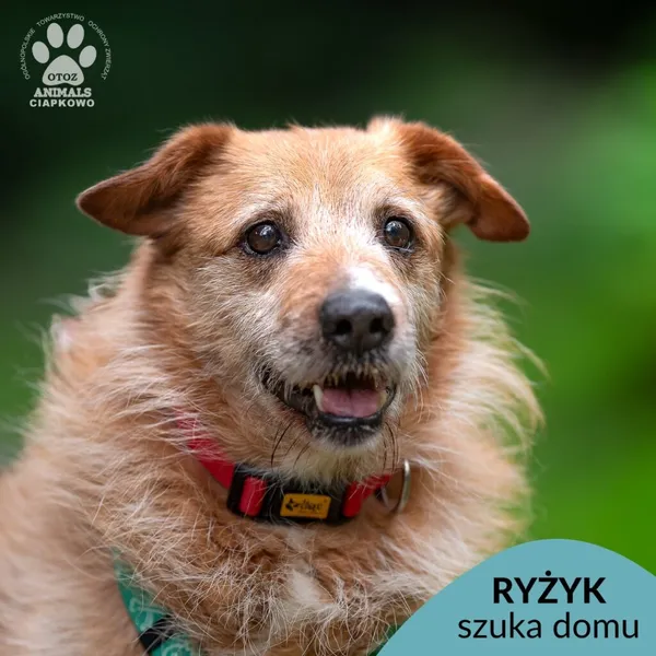 Pies do adopcji, Gdynia, 20 sierpnia 2025 (1/4)