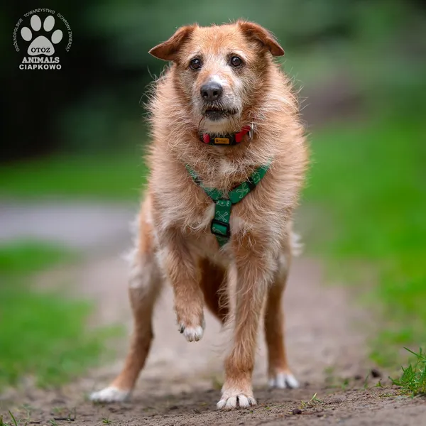 Pies do adopcji, Gdynia, 20 sierpnia 2025 (3/4)