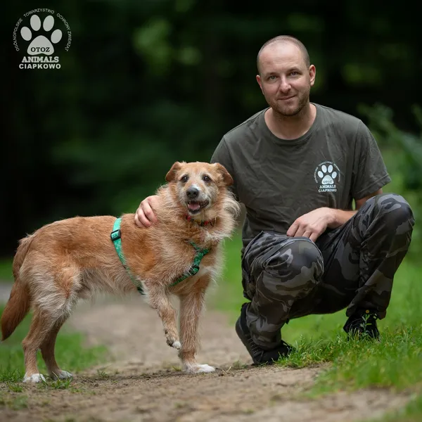 Pies do adopcji, Gdynia, 20 sierpnia 2025 (4/4)