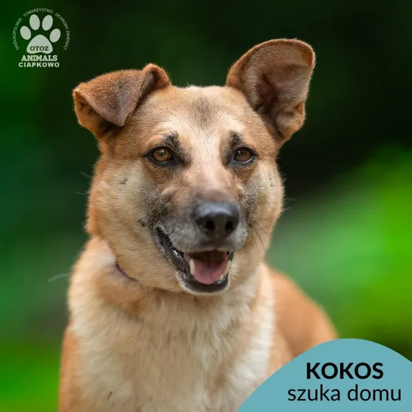 Pies do adopcji, Gdynia, 20 sierpnia 2025 (1/2)