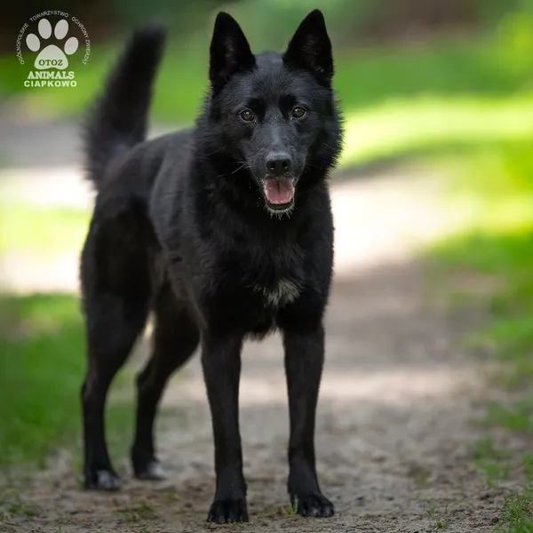 Pies do adopcji, Gdynia, 20 sierpnia 2025 (2/4)