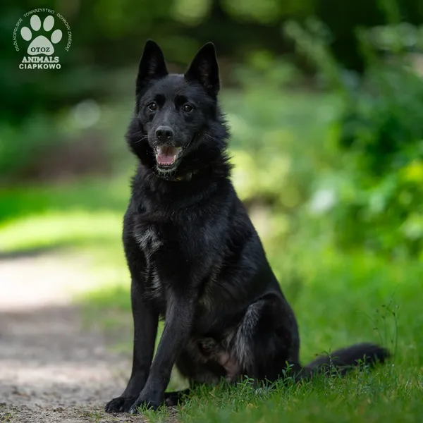 Pies do adopcji, Gdynia, 20 sierpnia 2025 (3/4)