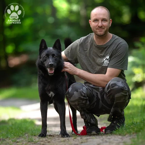 Pies do adopcji, Gdynia, 20 sierpnia 2025 (4/4)