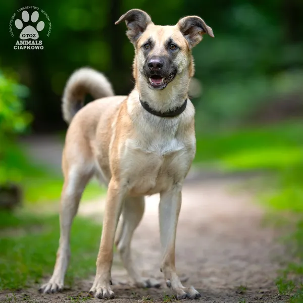 Pies do adopcji, Gdynia, 20 sierpnia 2025 (2/5)