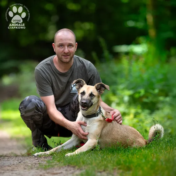 Pies do adopcji, Gdynia, 20 sierpnia 2025 (3/5)