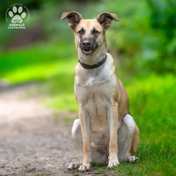 Pies do adopcji, Gdynia, 20 sierpnia 2025 (5/5)