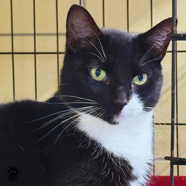 Kot do adopcji, Gdynia, 20 sierpnia 2025 (3/5)