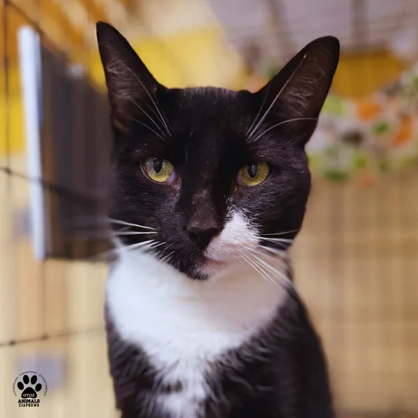 Kot do adopcji, Gdynia, 20 sierpnia 2025 (4/5)