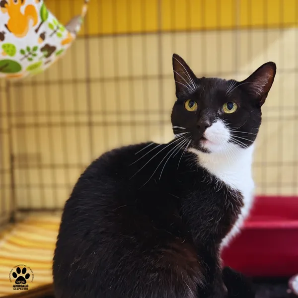 Kot do adopcji, Gdynia, 20 sierpnia 2025 (5/5)