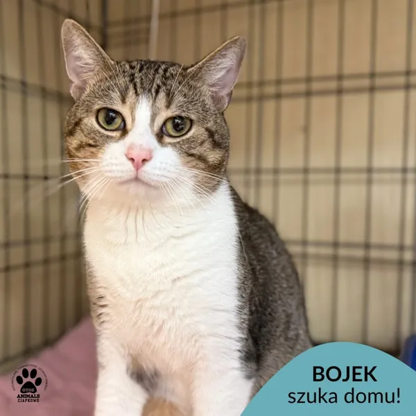 Kot do adopcji, Gdynia, 20 sierpnia 2025 (1/5)