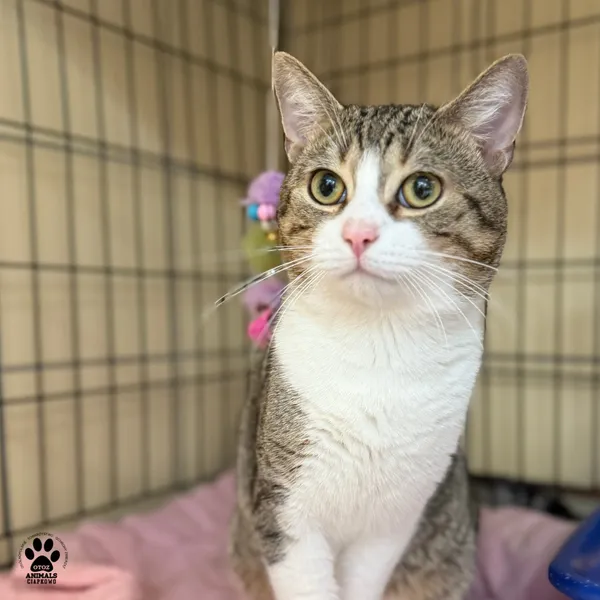 Kot do adopcji, Gdynia, 20 sierpnia 2025 (2/5)