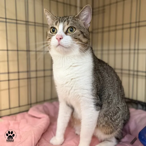 Kot do adopcji, Gdynia, 20 sierpnia 2025 (4/5)