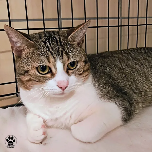 Kot do adopcji, Gdynia, 20 sierpnia 2025 (5/5)