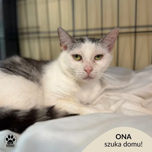 Kot do adopcji, Gdynia, 20 sierpnia 2025 (1/4)