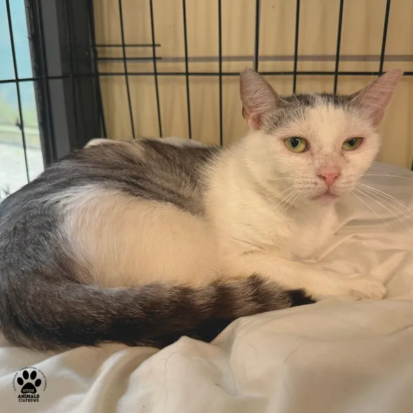 Kot do adopcji, Gdynia, 20 sierpnia 2025 (2/4)