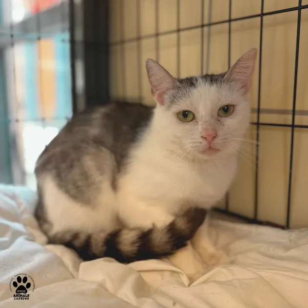 Kot do adopcji, Gdynia, 20 sierpnia 2025 (3/4)